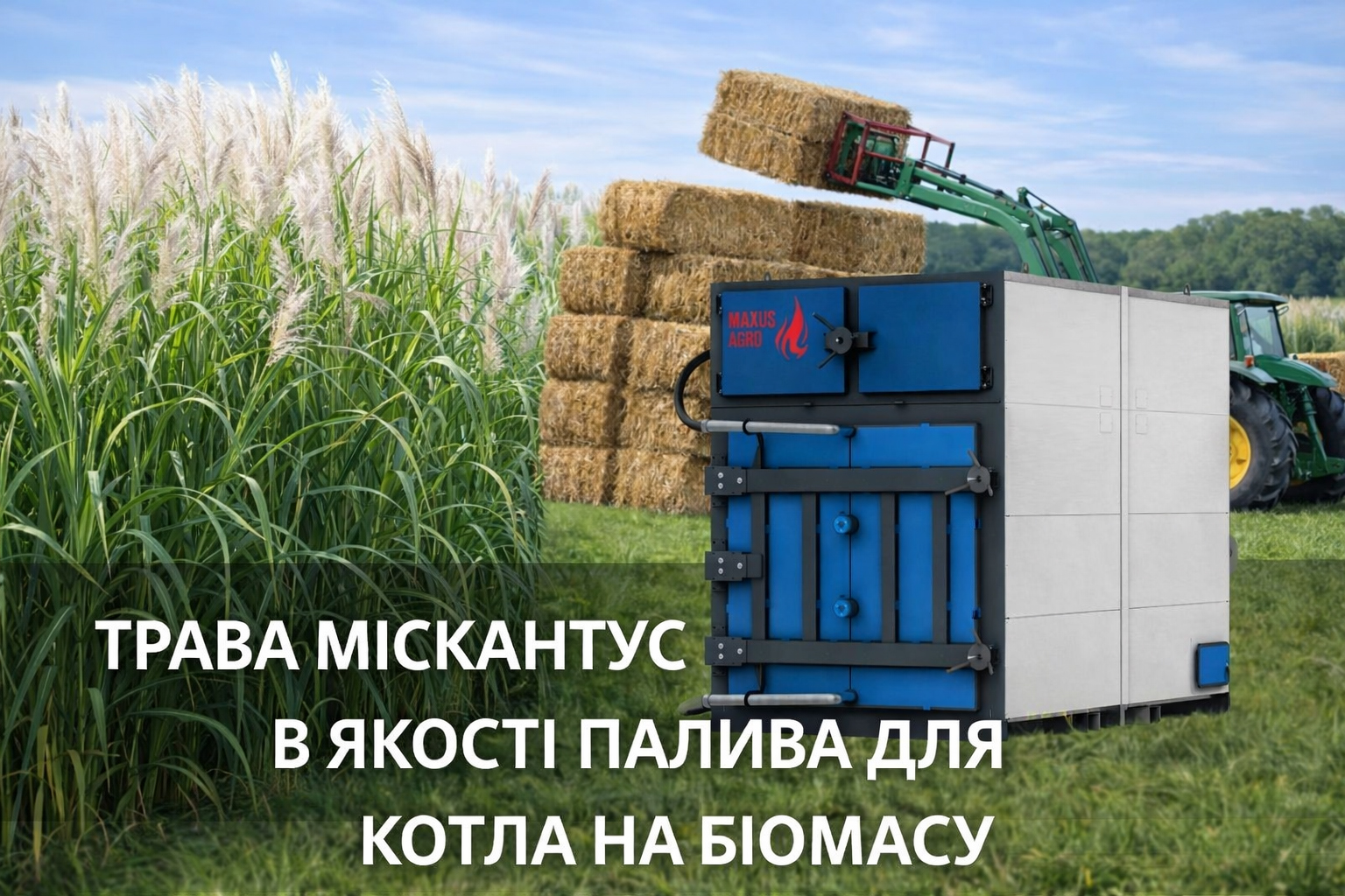 трава міскантус в якості палива для котла на біомасу фото